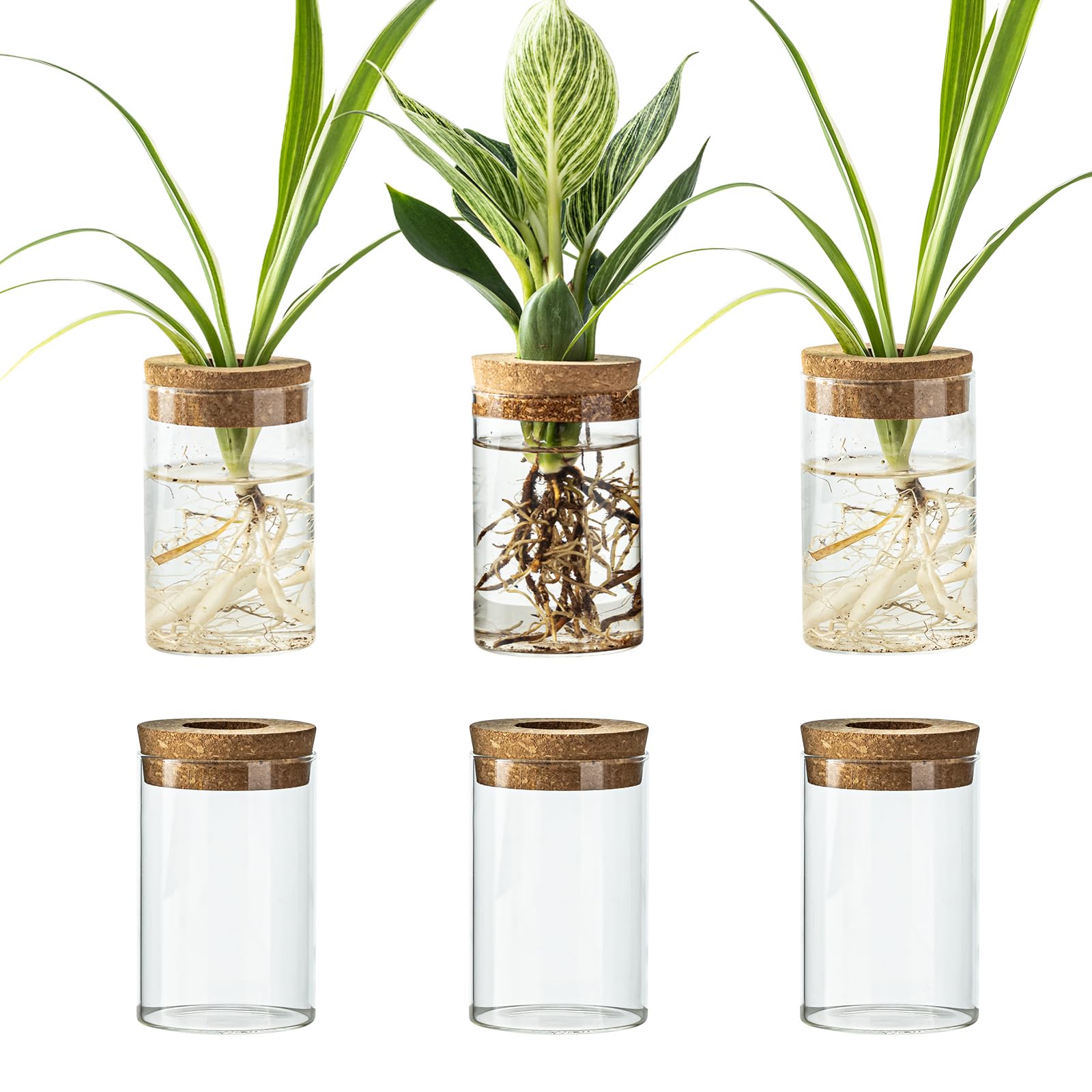 Glass Plant Propagation Station Set of 6, Modern Desktop Flower Vase for Succulent Cuttings, Home Office Decoration, Ideal Housewarming Gift for Living Room, Bedroom