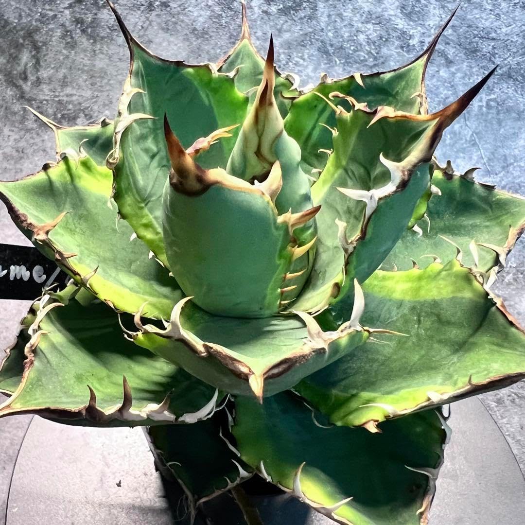 アガベチタノタ厳流 B株 アガベチタノタ6株セット BB 姫巌流 ドワーフ