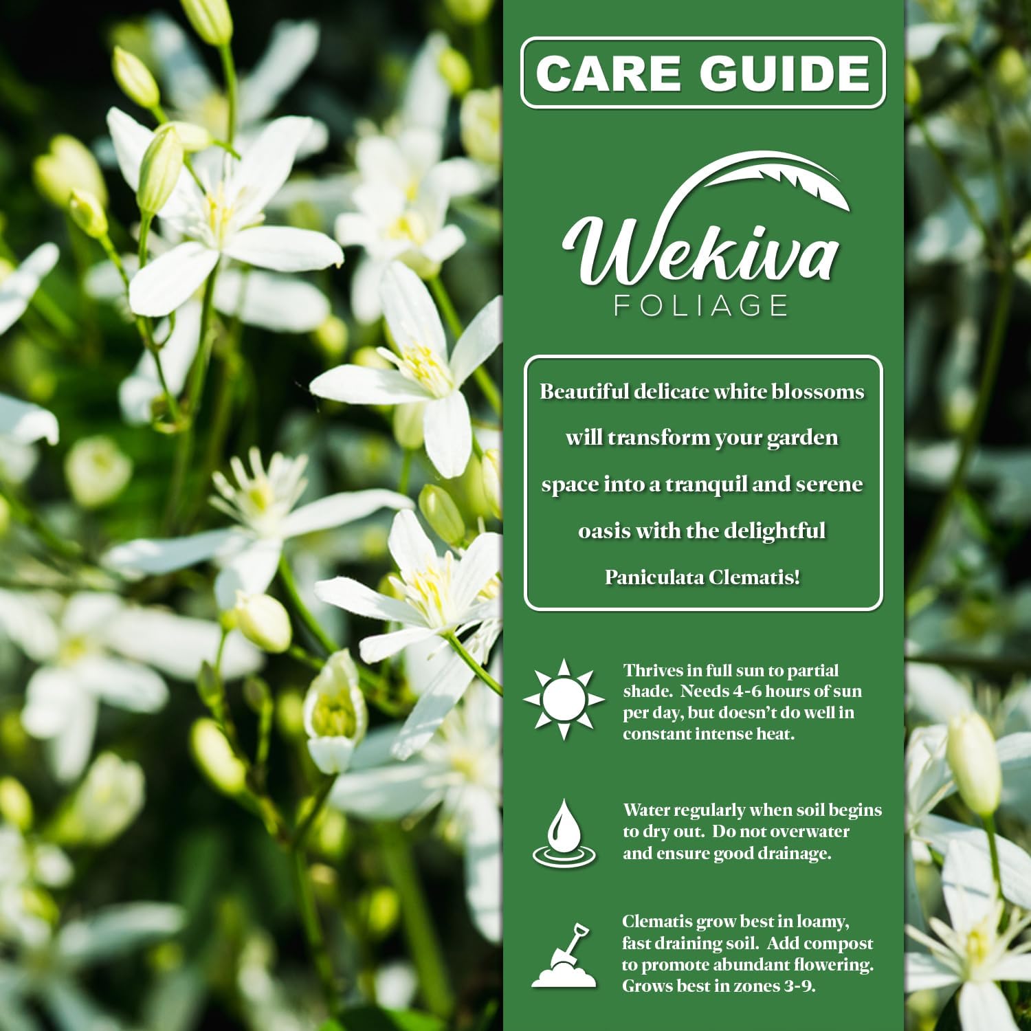 Clematis Sweet Autumn Paniculata - 2 Live Starter Plants in 2 Inch Growers Pots - Starter Plants Ready for The Garden - Rare Clematis for Collectors