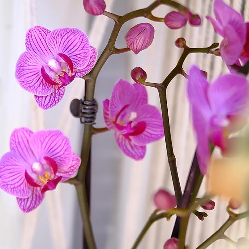 Miniatura 13 de Planta de orquídea viva morada prémium que florece en maceta de orquídeas azules y blancas de 3.5 pulgadas, plantas vivas, regalos de plantas de