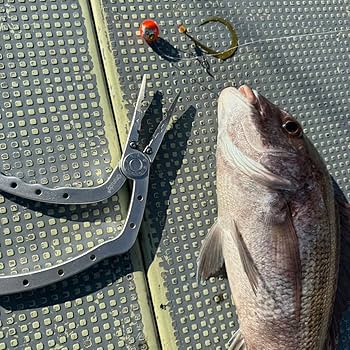 与一の矢 Amazon.co.jp: オルルド釣具 スーパーペンチルドL型 プライヤー