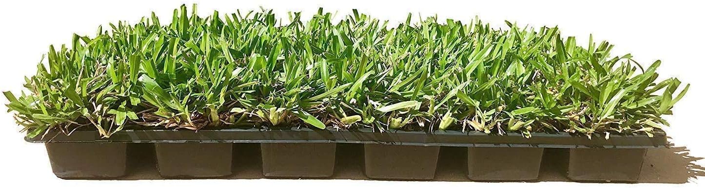 St. Augustine 'Seville' Sod - Complete Review 2 St. Augustine 'Seville' Sod - 18 Live Plugs - Drought, Salt & Shade Tolerant Turf Grass