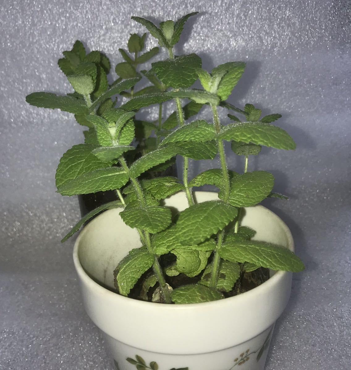アップルパイ様 ご確認用 ミントブッシュ モンシェリー 抜き苗 ミント