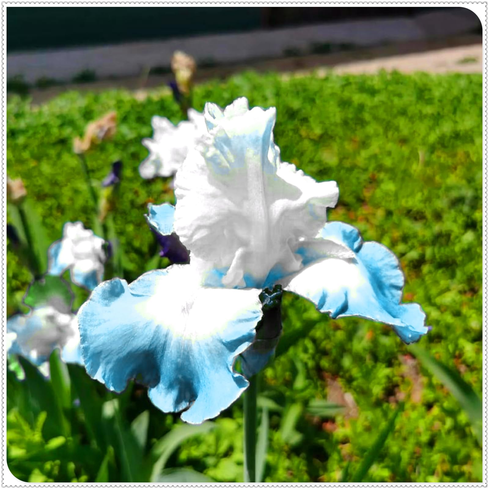 Perennial, Brilliant Iris Bulbs,for Stunning Garden Displays-15 Bulbs-C