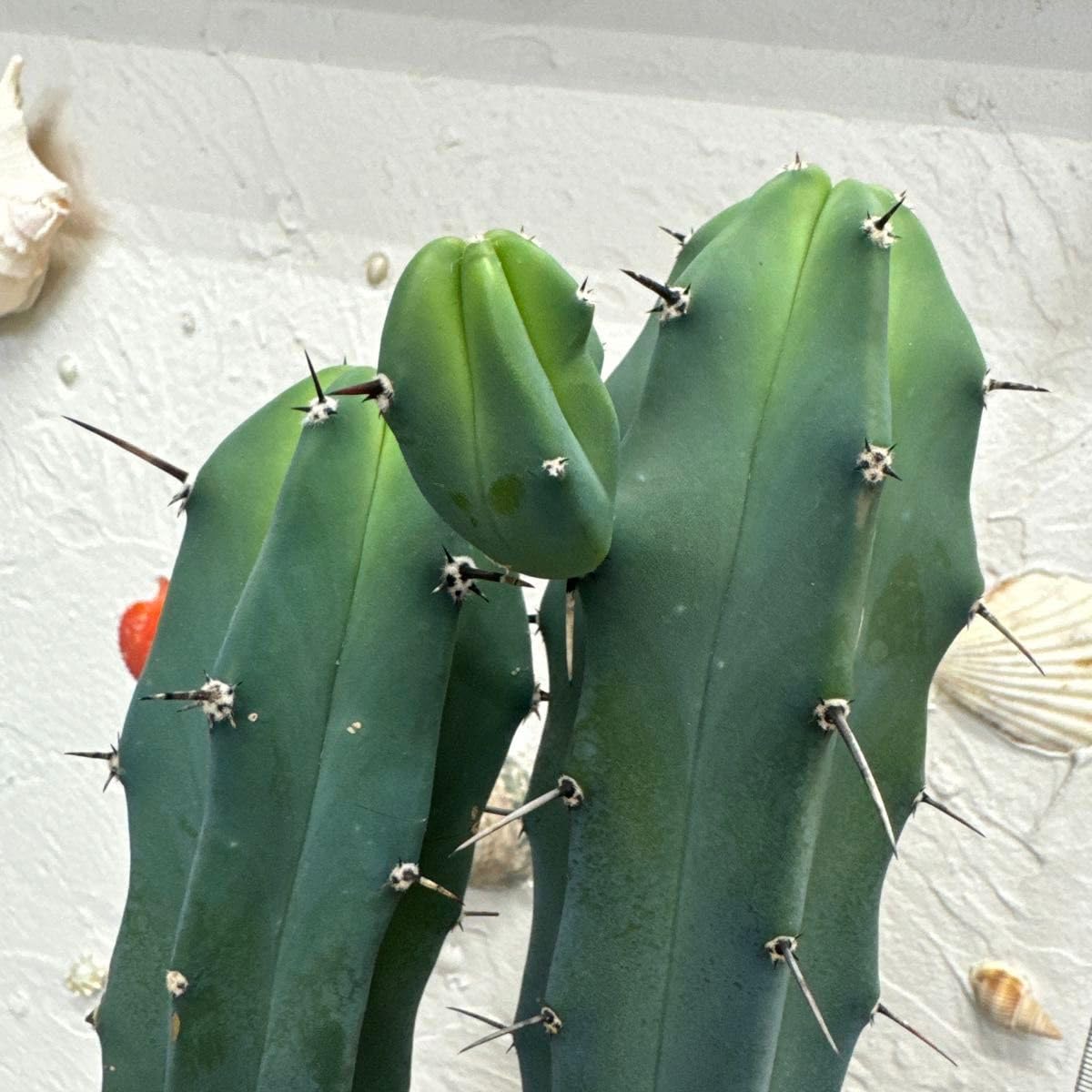 Amazon.co.jp: サボテン《竜神木》5号鉢 : Toys & Games