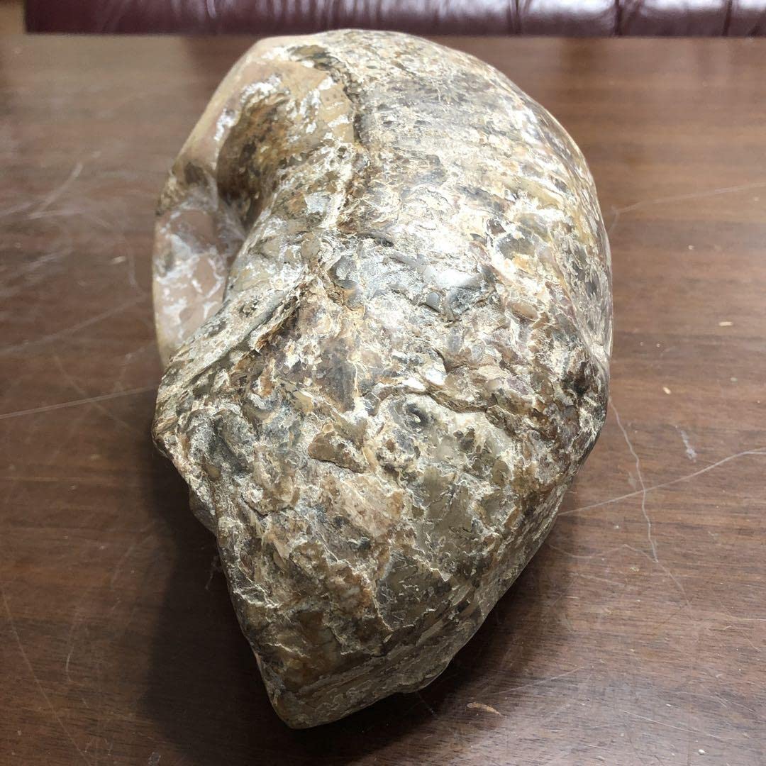 巨大アンモナイトフィギュア　特撮レアもの 巨大アンモナイトフィギュア 特撮レアもの