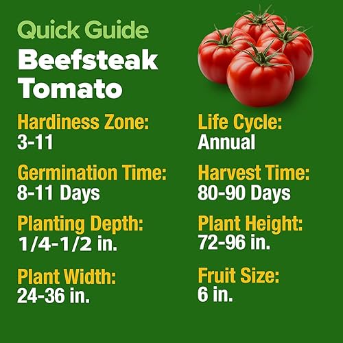 Miniatura 2 de HOME GROWN Beefsteak - Paquete de semillas de tomate  300 semillas de tomate tradicionales para plantar al aire libre, semillas vegetales sin OMG de