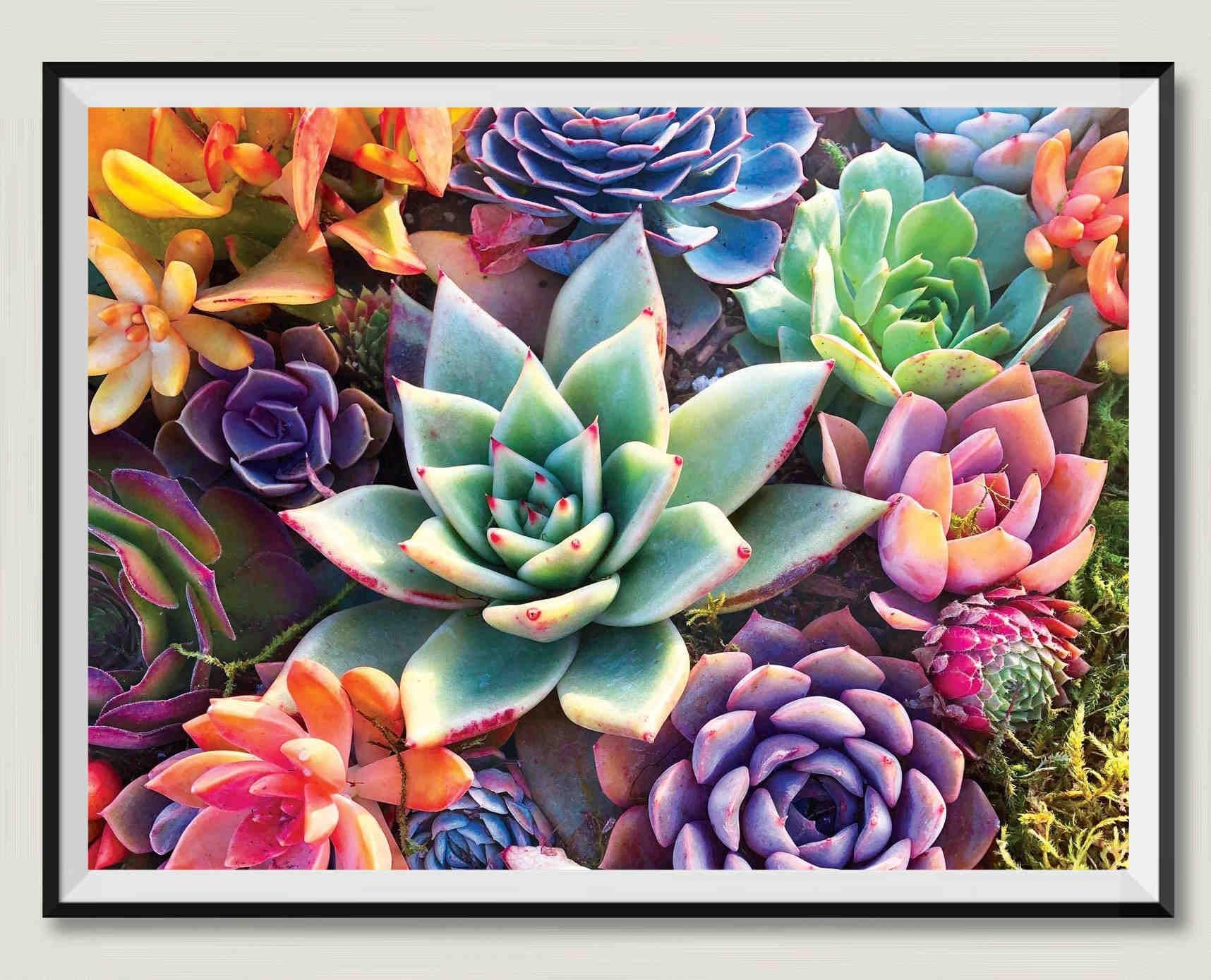 Puzzle 6000 Pezzi Piante Grasse - Legno, 218x105 Cm, Divertente E Stimolante