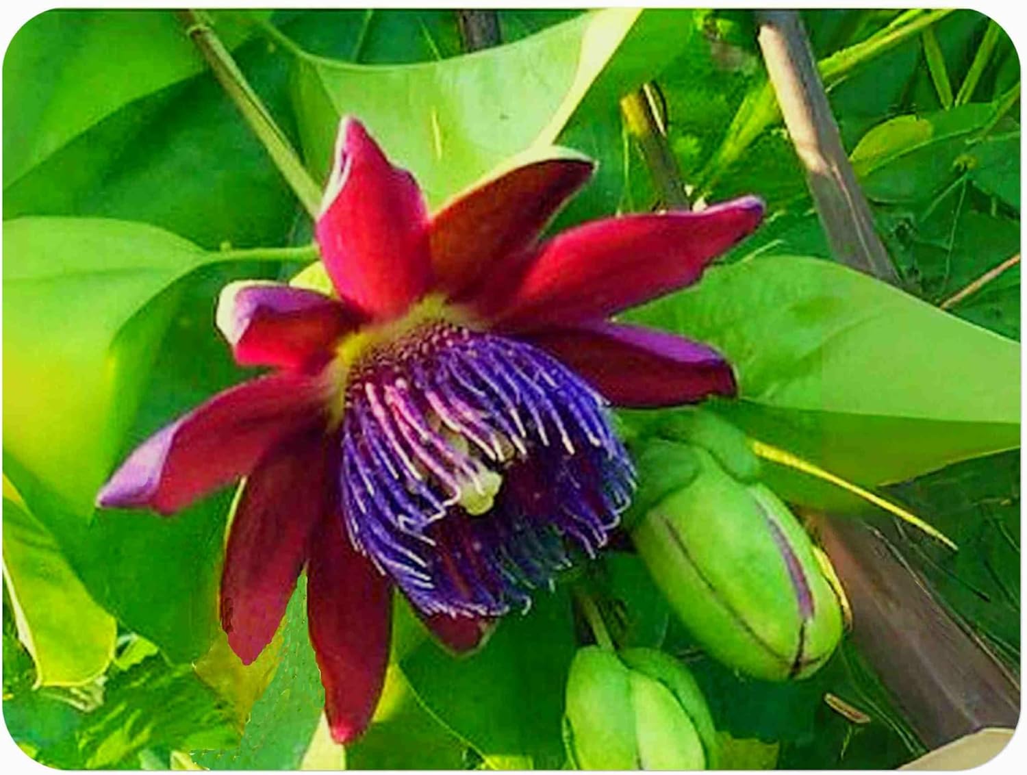 Ruby Glow - Passion Flower Vine - Passiflora phoenicea - Live Butterfly Plant - Fragrant Purple Violet Bloom - Emerald Goddess Gardens - Starter Sz 4 Inch Pot