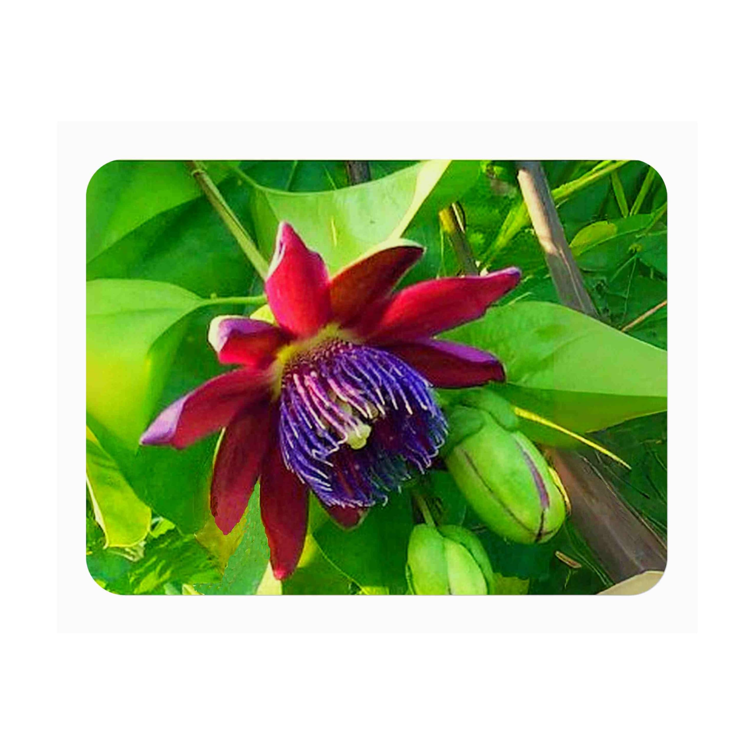 Ruby Glow - Passion Flower Vine - Passiflora phoenicea - Live Butterfly Plant - Fragrant Purple Violet Bloom - Emerald Goddess Gardens - Starter Sz 4 Inch Pot