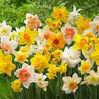 25 Bulbi Di Narciso Profumati - Fiori Perenni Resistente Al Freddo Dall'Olanda