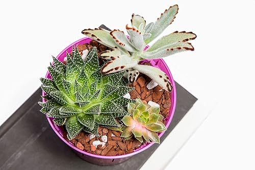 Miniatura 8 de Macetas para orquídeas ranurada surtido para cultivadores Crystal Clear