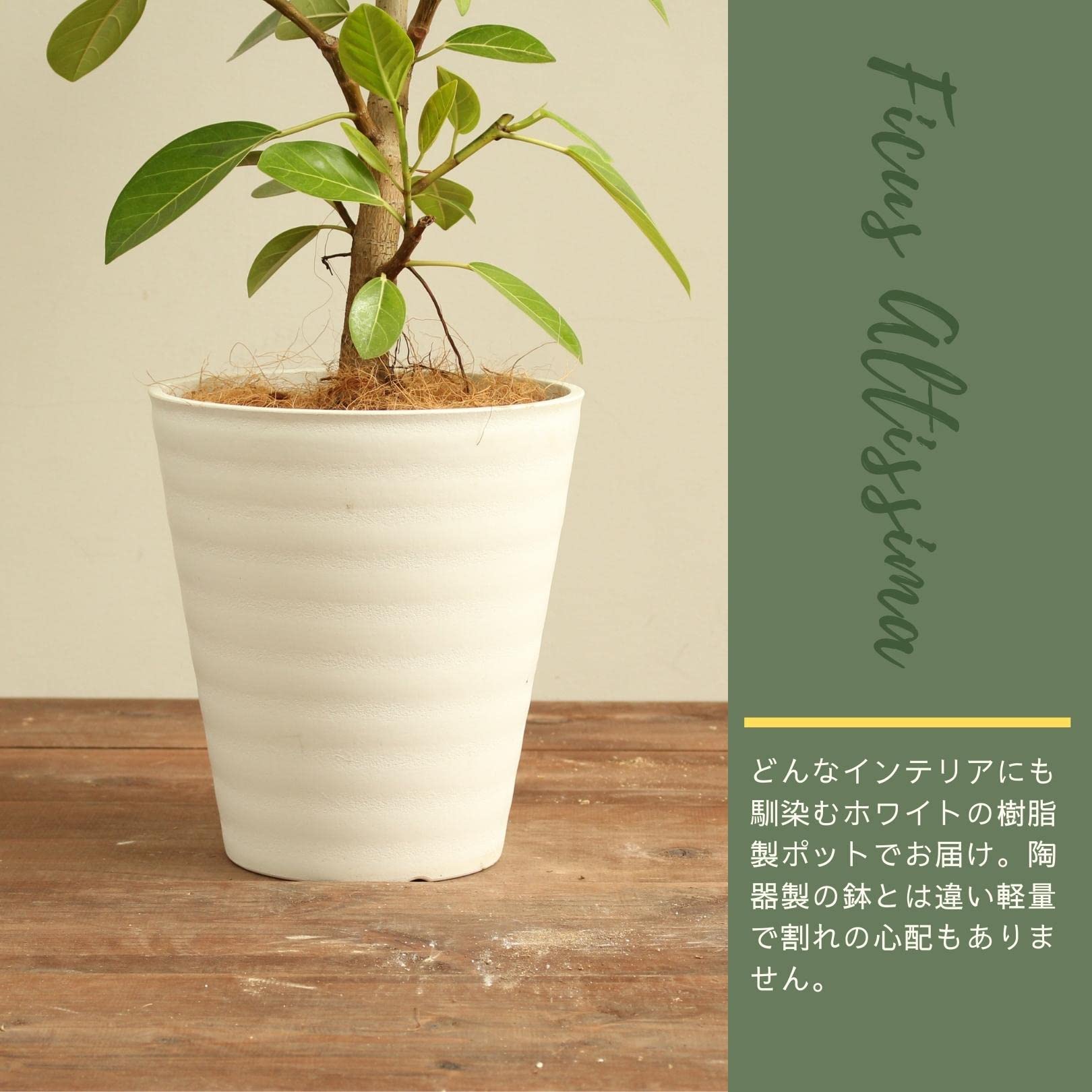 Amazon｜フィカスアルテシーマ 8号 受け皿付 【観葉植物 本物 フィカス