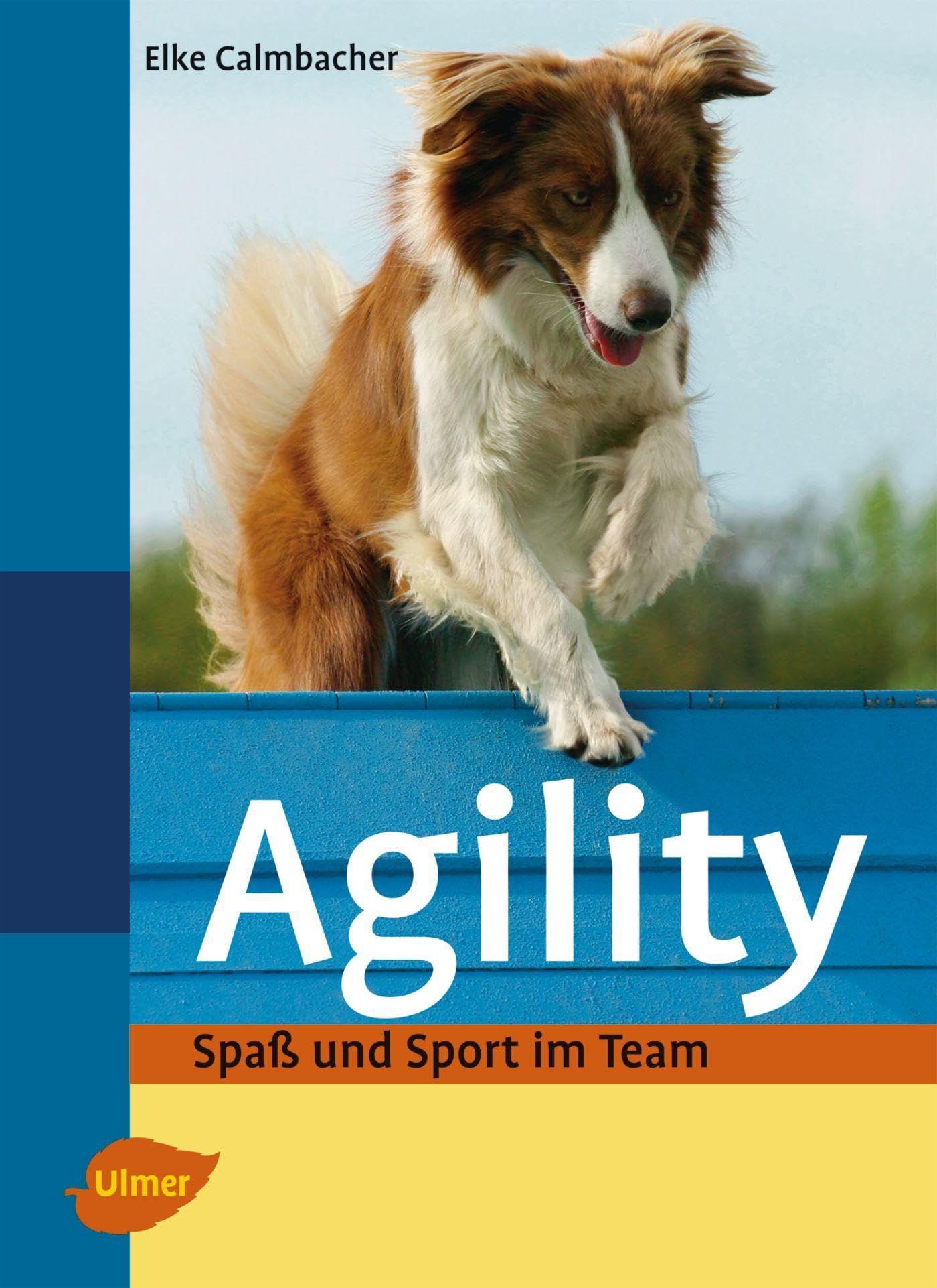 Agility: Spaß und Sport im Team