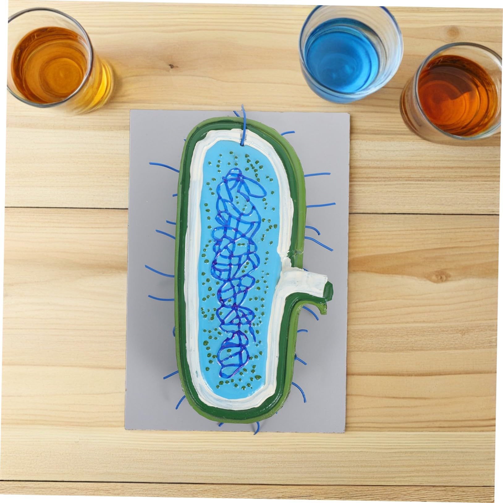 Vergrößertes mit Zellkernmodell Organellen für Biologieunterricht | Kunststoff, für Schüler und Klassenräume, Interaktives Lernmodell, Unterstützt Verschiedene Lehrmethoden