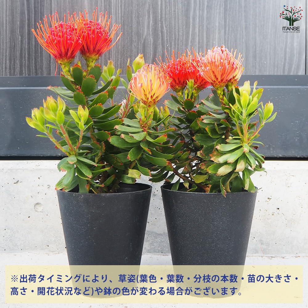 Amazon.co.jp: リューコスペルマム カーニバルレッド 5号 1個売り