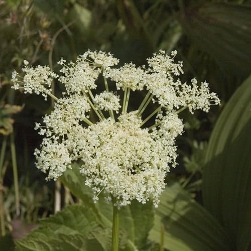 Miniatura 3 de Masterwort (Peucedanum ostruthium) - Cultiva ahora o almacena para futuras plantaciones - Cápsula de 30 semillas