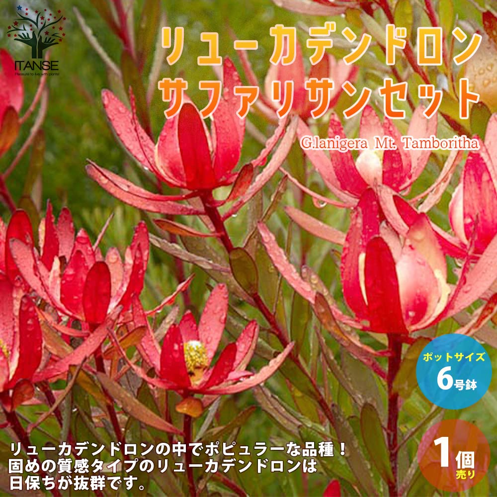 Amazon.co.jp: ITANSE リューカデンドロン サファリサンセット 6