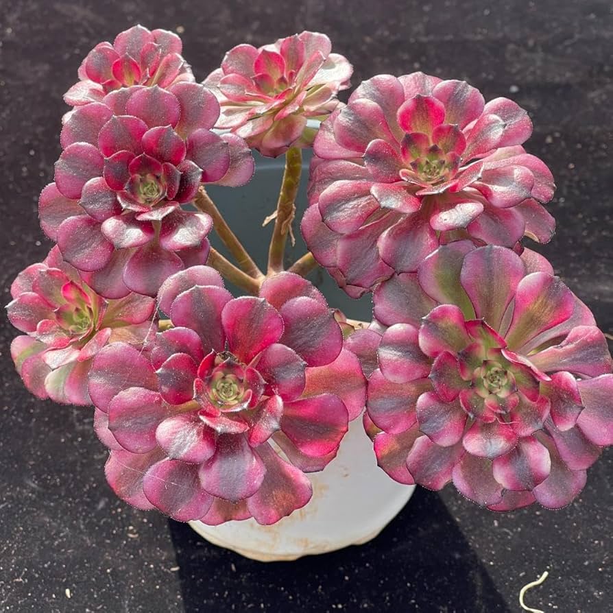 -*-様 B1528-2×20苗ピンクウィッチ抜き苗 多肉植物 エケベリア サボ エケベリア ピンクエッジ（抜き苗） | 多肉植物のネットショップ