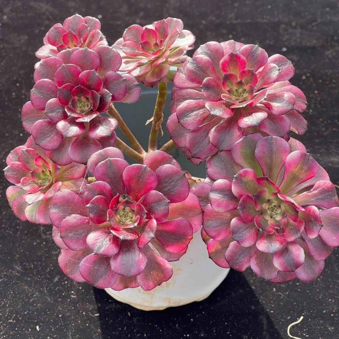 -*-様 B1528-2×20苗ピンクウィッチ抜き苗 多肉植物 エケベリア サボ 2025年最新】ピンクウィッチ 多肉の人気アイテム - メルカリ