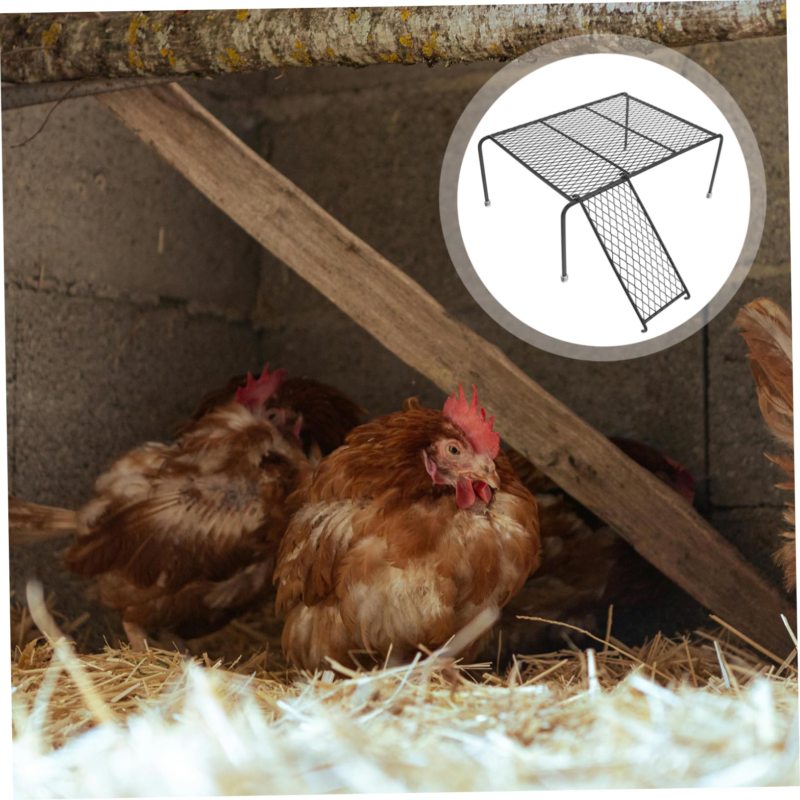 Ripiano per Gabbia Polli in Ferro Nero Funzione di Esercizio Equilibrio e Miglioramento Benessere per Piccoli Animali Domestici Durante Gioco