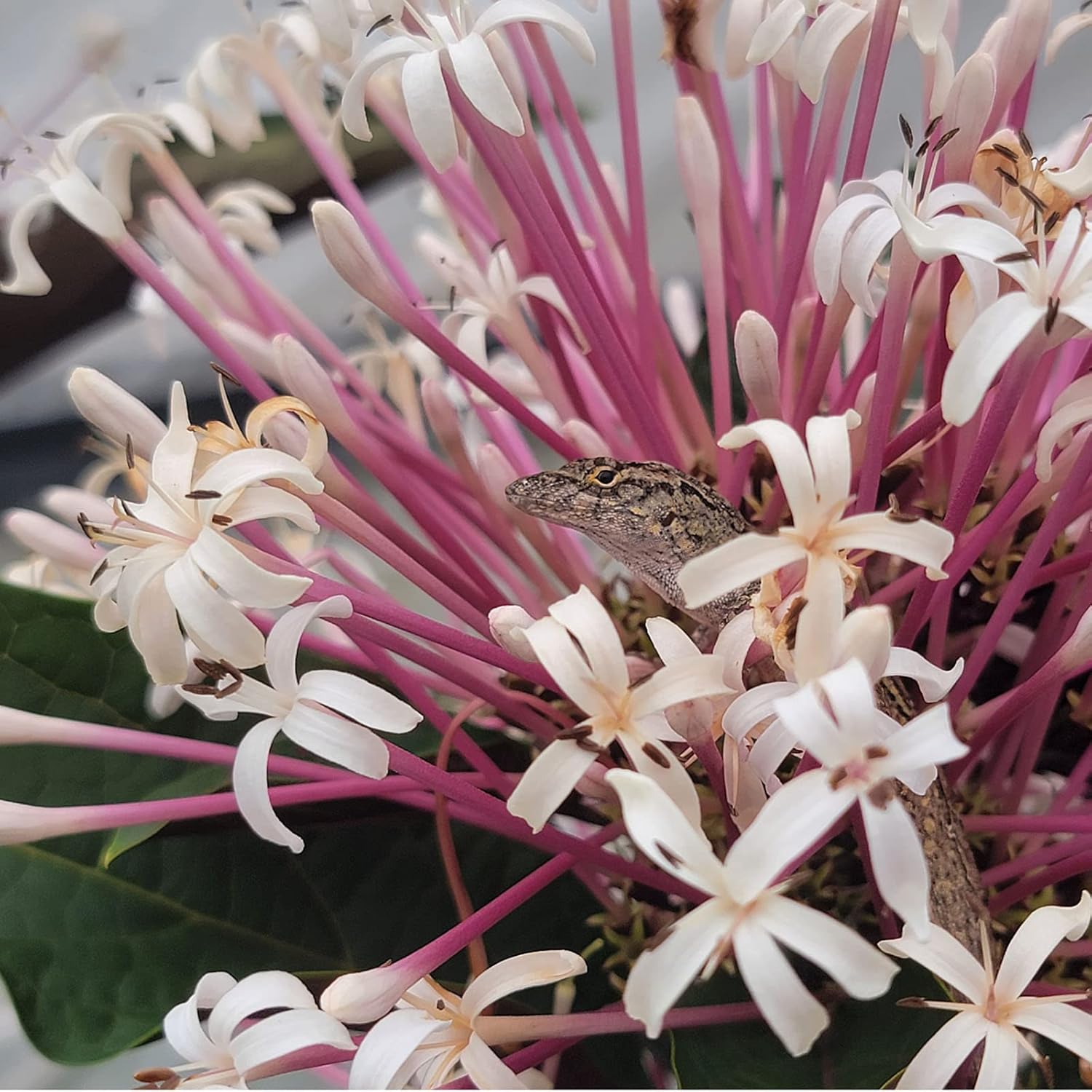 Starburst Shooting Star Clerodendrum Quadriloculare | Live Plant | Spring Blooming | 10-14” Tall | White Pink Flowers Purple Foliage | Emerald’s Starter Pot