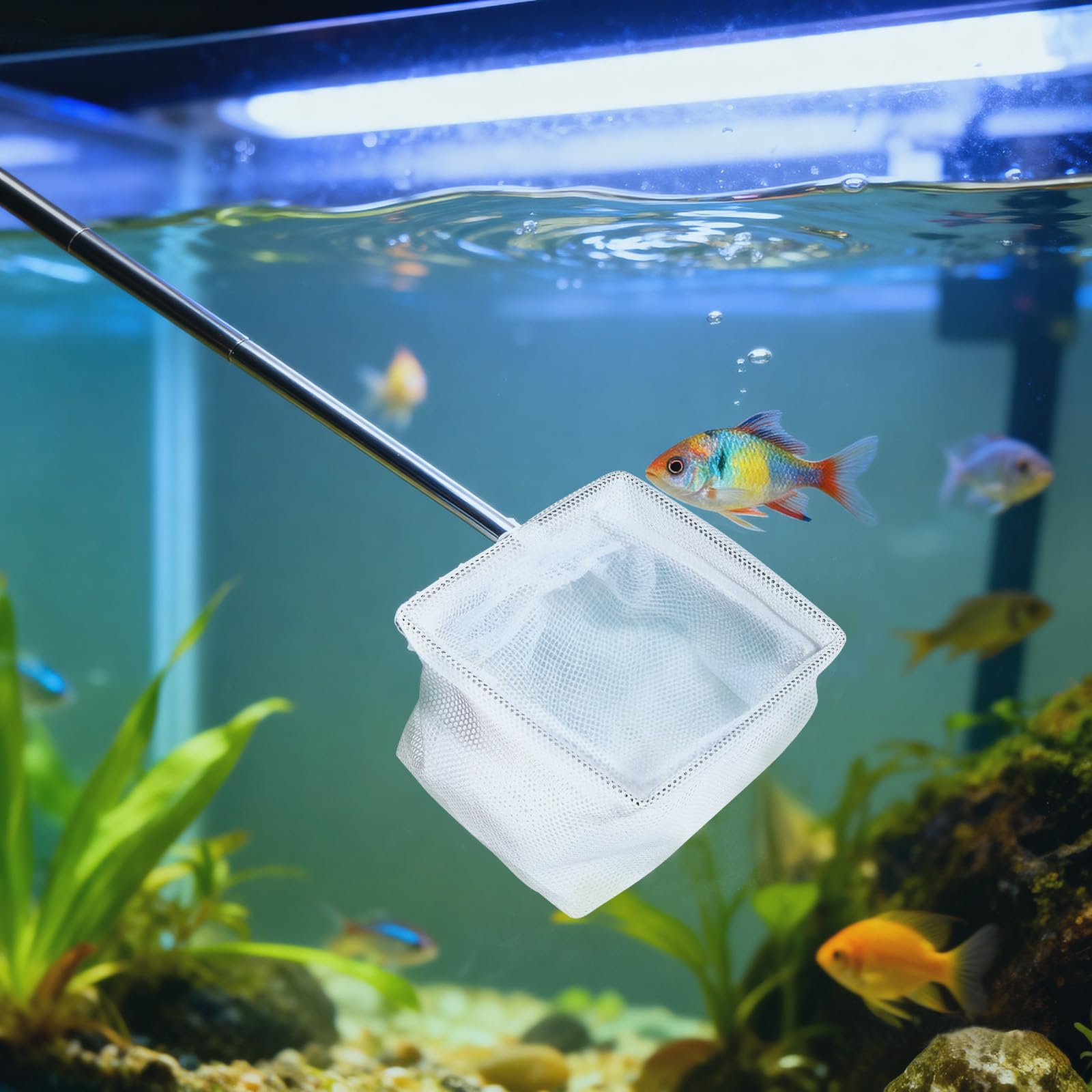 Set di 2 Retini Mini Acquario con Manico in Acciaio Inossidabile – Rete da Pesca a Maglia Fine con Manico Telescopico (13-40 cm) per Acquario, Stagno e Pulizia (8x6,5 cm)