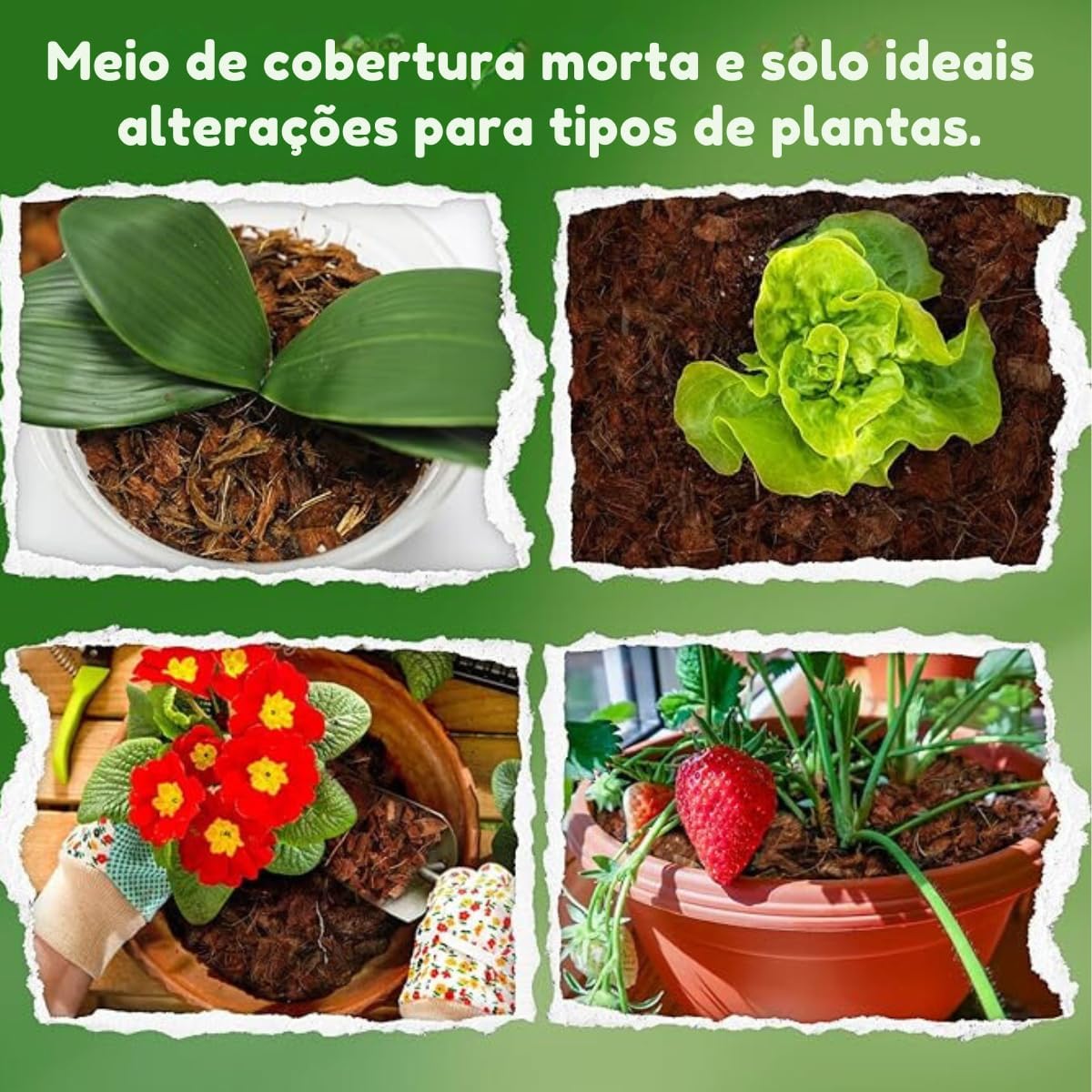 Substrato Para Orquídeas 1kg Casca de Pinus Carvão Vegetal Chip de Coco Total Agro