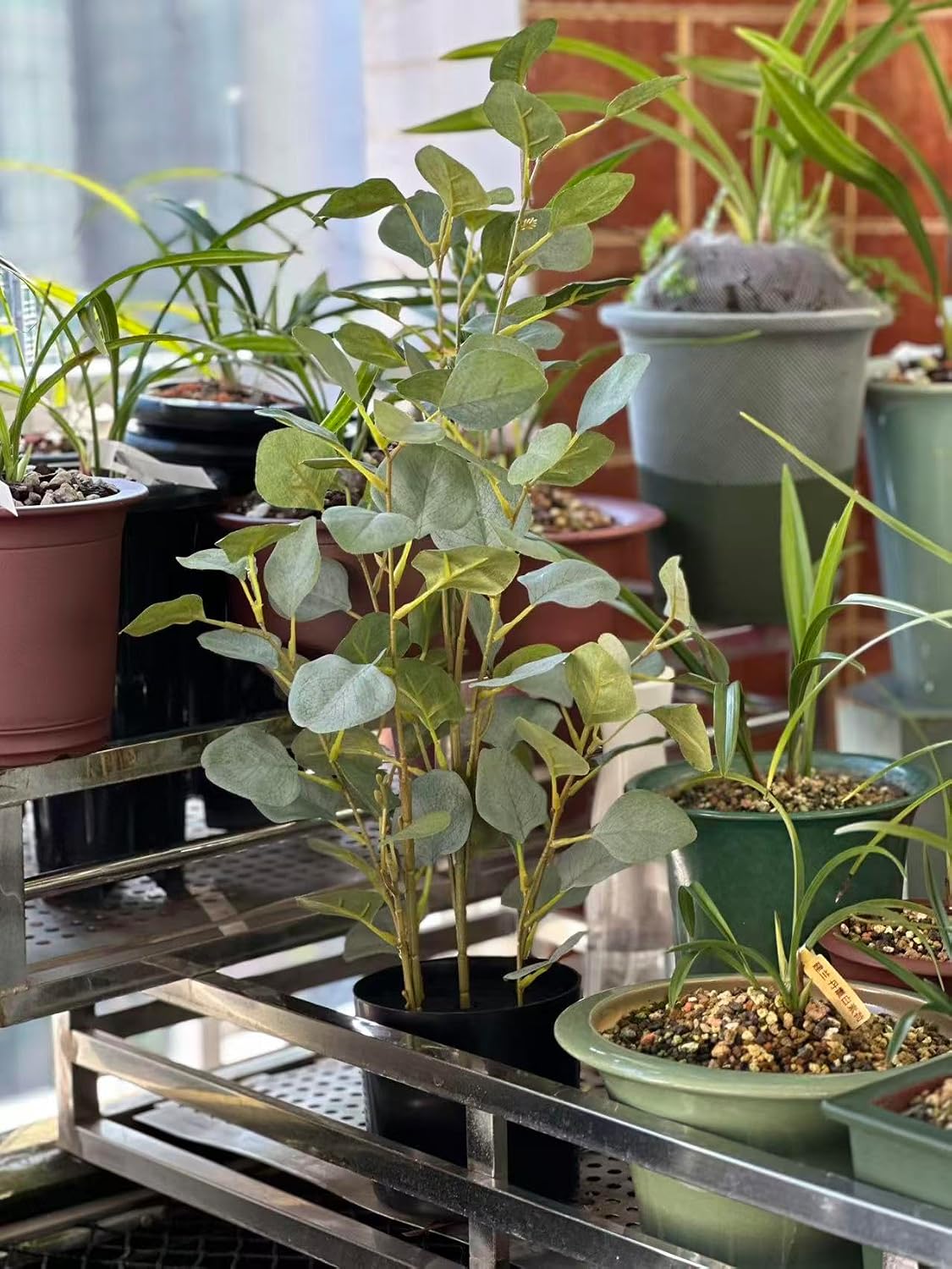 Kiko Artificial Plant Eucalyptus Tree -30" Tall Fake Table Plant with Plastic Pot for Office, Gymnasium Room, Living Room, Dinner Room, Shopping mall, and Other Decoration for Indoors