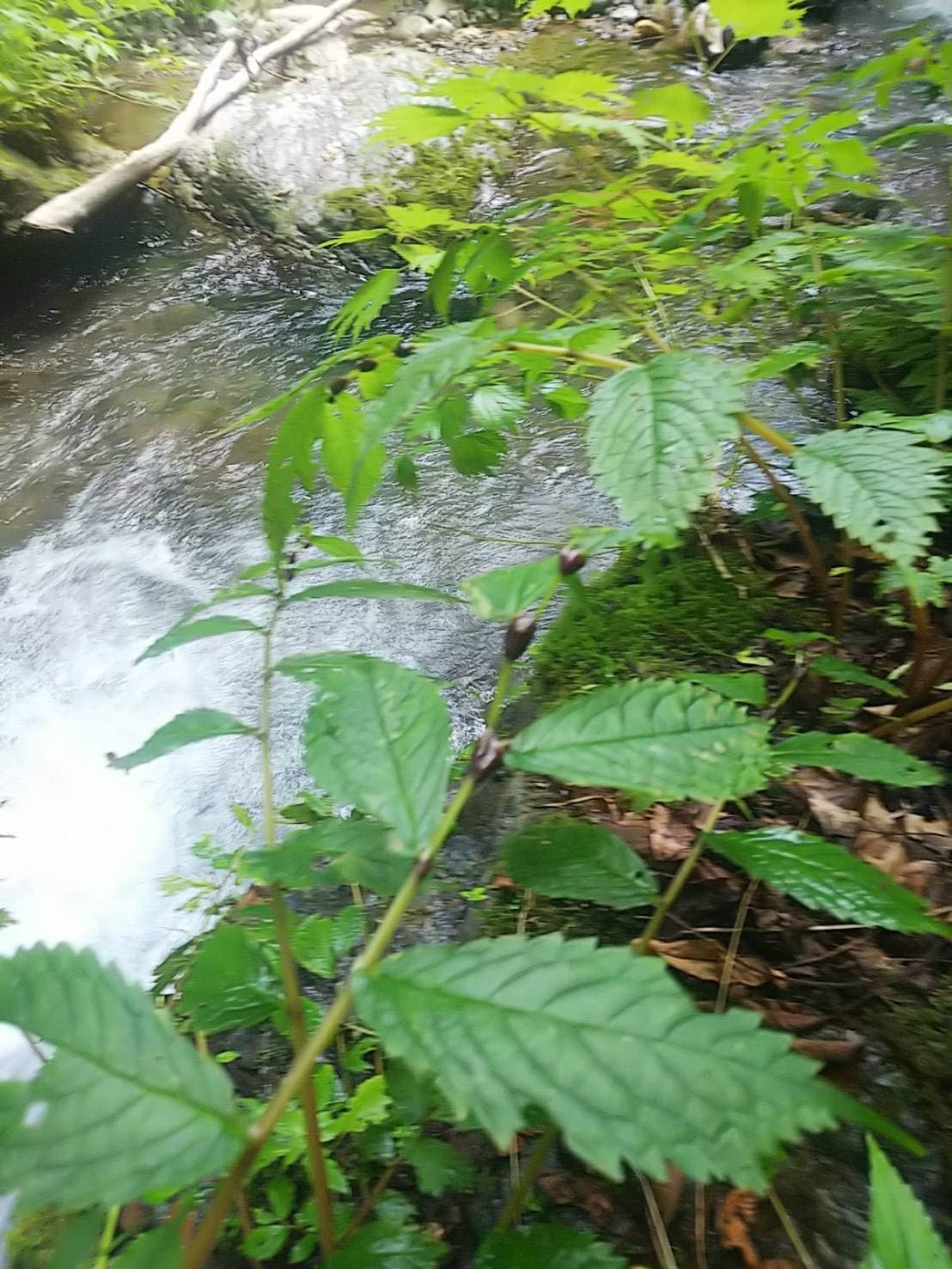 Amazon 天然みずの実 300g ミズのむかご みずこぶ 飛騨産 岐阜県高山市 さるぼぼ山菜便 飛騨高山 山菜 通販