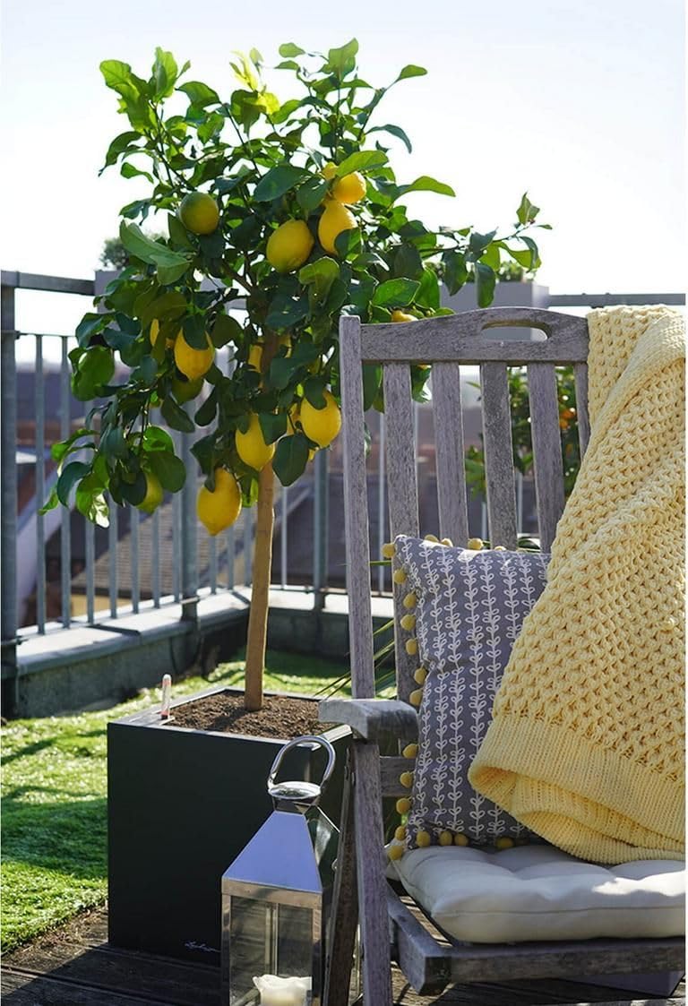 Limonero 4 estaciones Eureka Árbol cítrico en maceta de 5L | Para plantar en huerto o jardín | Planta natural de exterior (Limonero)