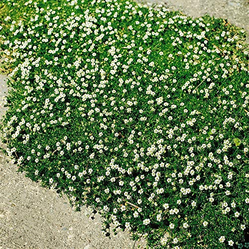 Outsidepride 10000 Seeds Perennial Irish Moss Low Growing, Mat Forming, Ground Cover Seeds for Planting Outsidepride 10000 Seeds Perennial Irish Moss Low Growing, Mat Forming, Ground Cover Seeds for Planting