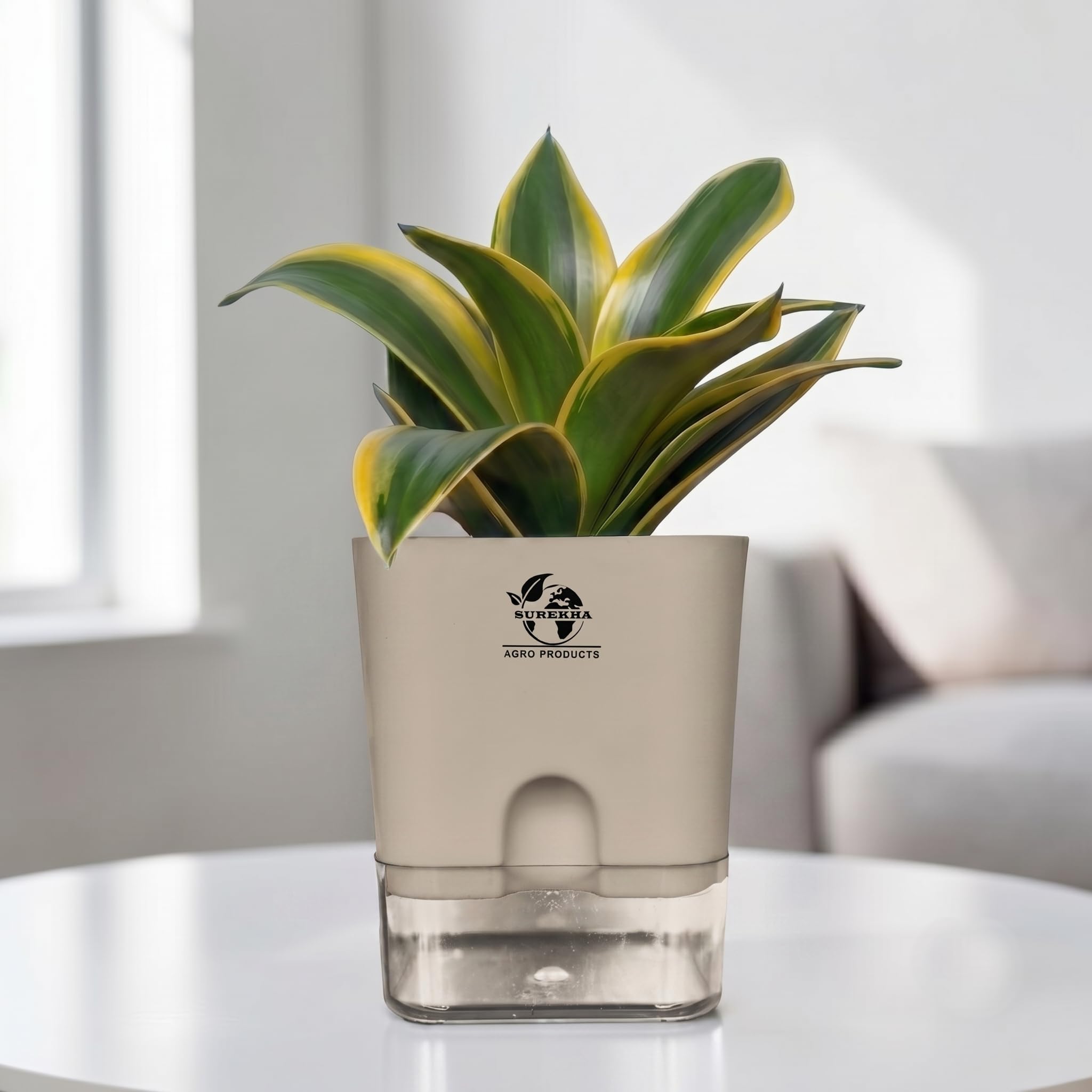 Surekha Golden Hahnii Snake Plant in Self-Watering Pot | Live Indoor Plant for Home & Office Decor | Easy-Care Desk Plant | Air Purifying Succulent-image-33