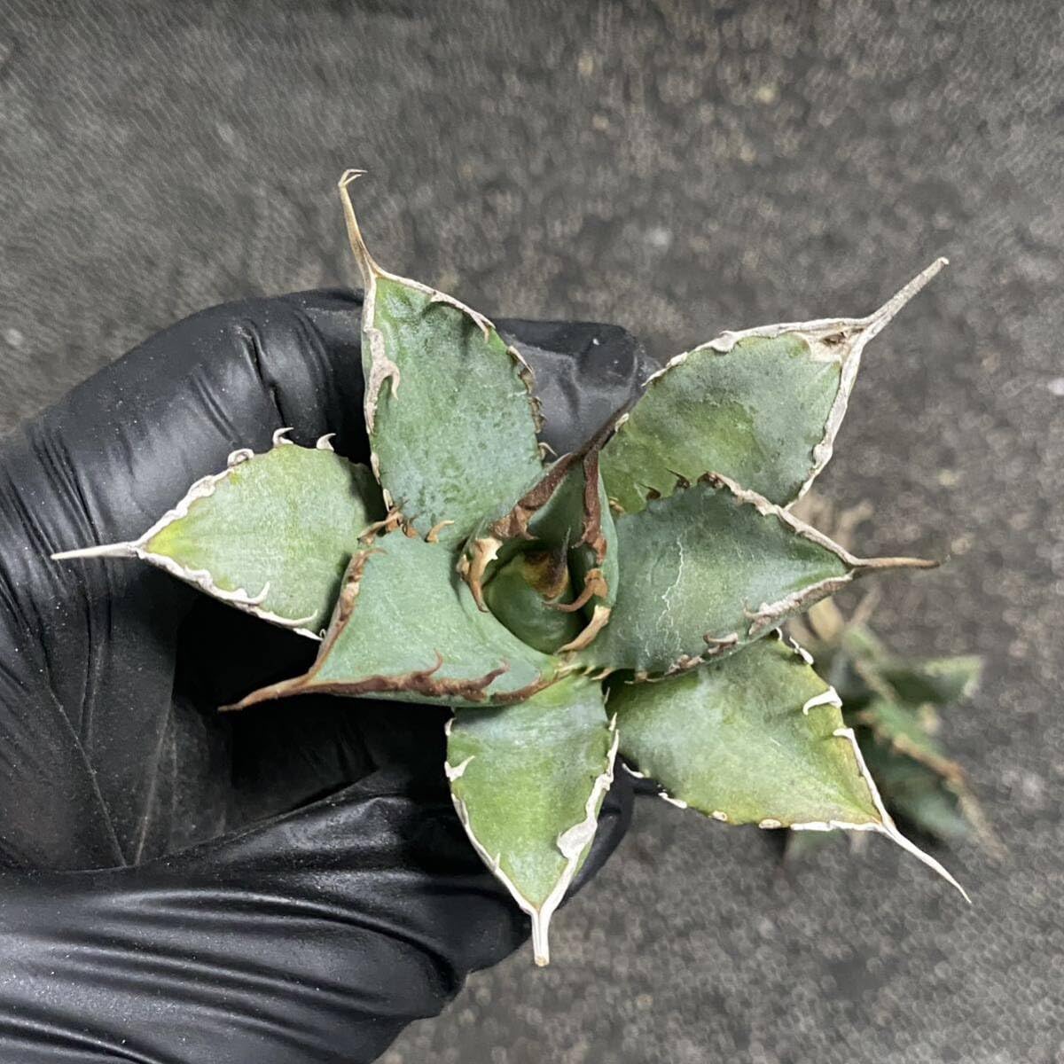 多肉植物 アガベ チタノタ ハデス 小株 3株同梱 発根済 Amazon.co.jp: 多肉植物 アガベ チタノタ 悪魔くん 小株 3株同梱