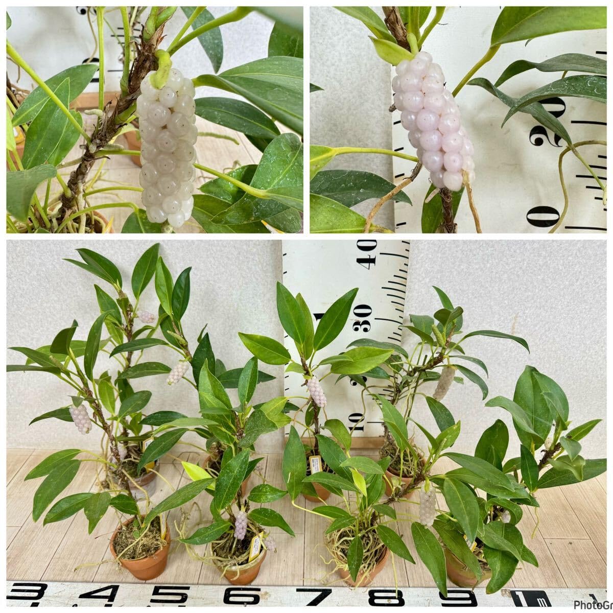 アンスリウム　3点セット 45f90766d9154f8e1c8086c1abb4fa