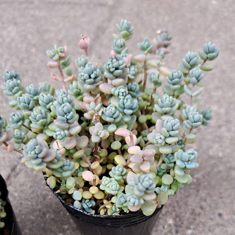 専用！多肉植物^o^  美人さん2種セット Amazon.co.jp: 多肉植物 エケベリア抜き苗 花魅惑、アディオス 2