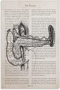Amazon.com: Pancreas Anatomy Print, Gastroenterologist Gift, Primary ...