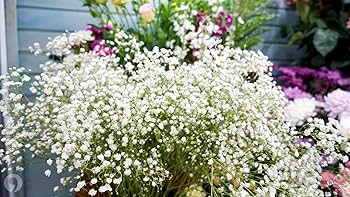 美品 gypsophila Floret Pants / White 美品 gypsophila Floret Pants / White Baby's Breath 'Covent