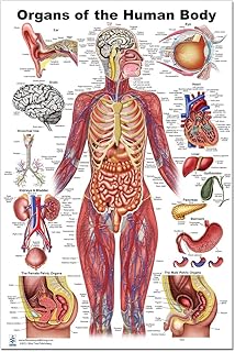 Blue Tree Publishing Organ of the Human Body (24 x 36 inch, Large) Educational Chart
