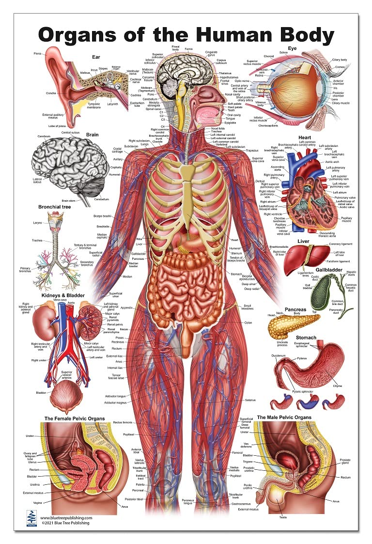 Organs In Body List Body Organs List A Z