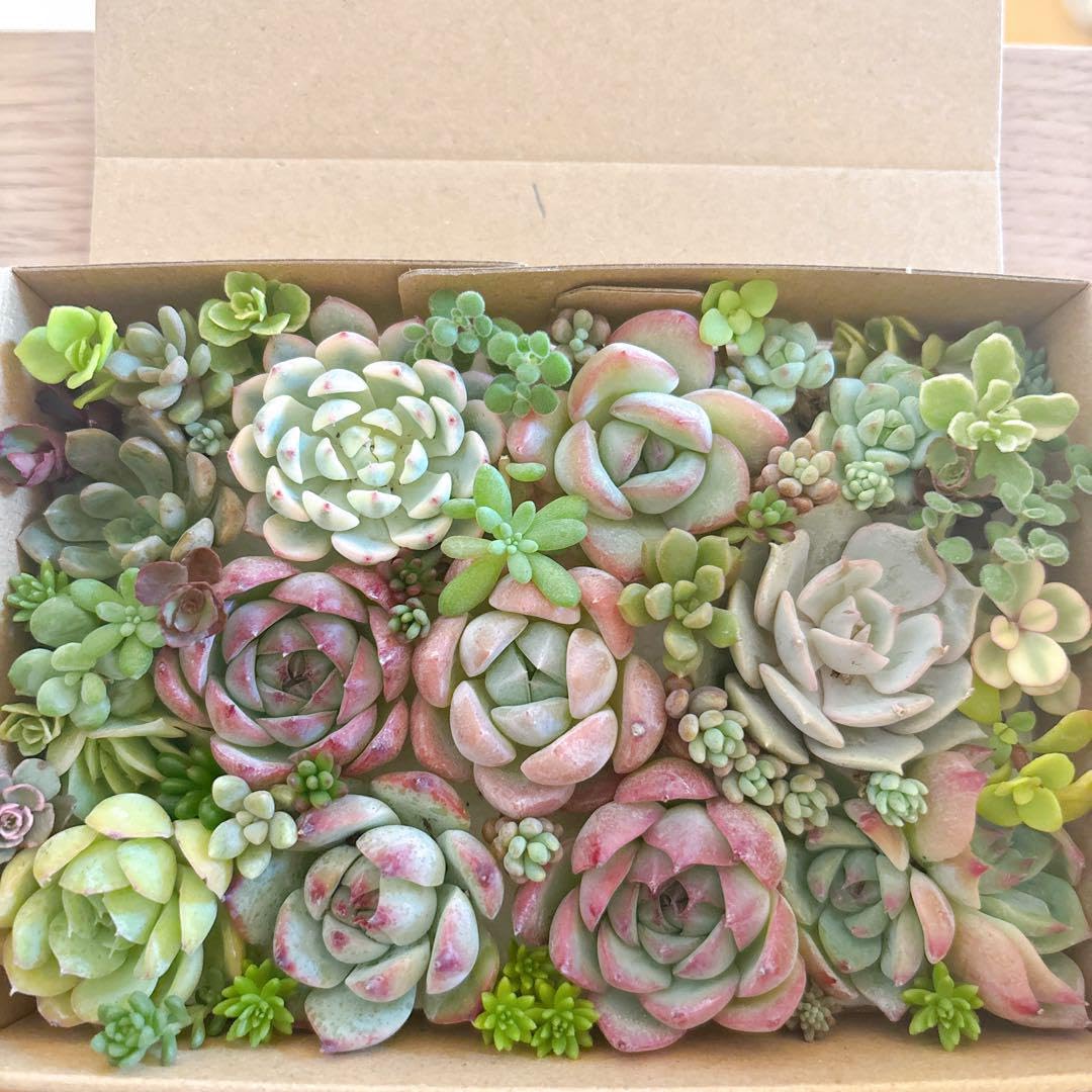 Amazon｜多肉植物 カット苗とセダム寄せ植えセット｜観葉植物
