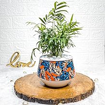 Floral Boutique Bamboo Palm Plant in White Metal Printed Pot – Decorative Indoor Plant, Easy Care Houseplant for Home & Office, Air Purifying Plant & Special Occasions