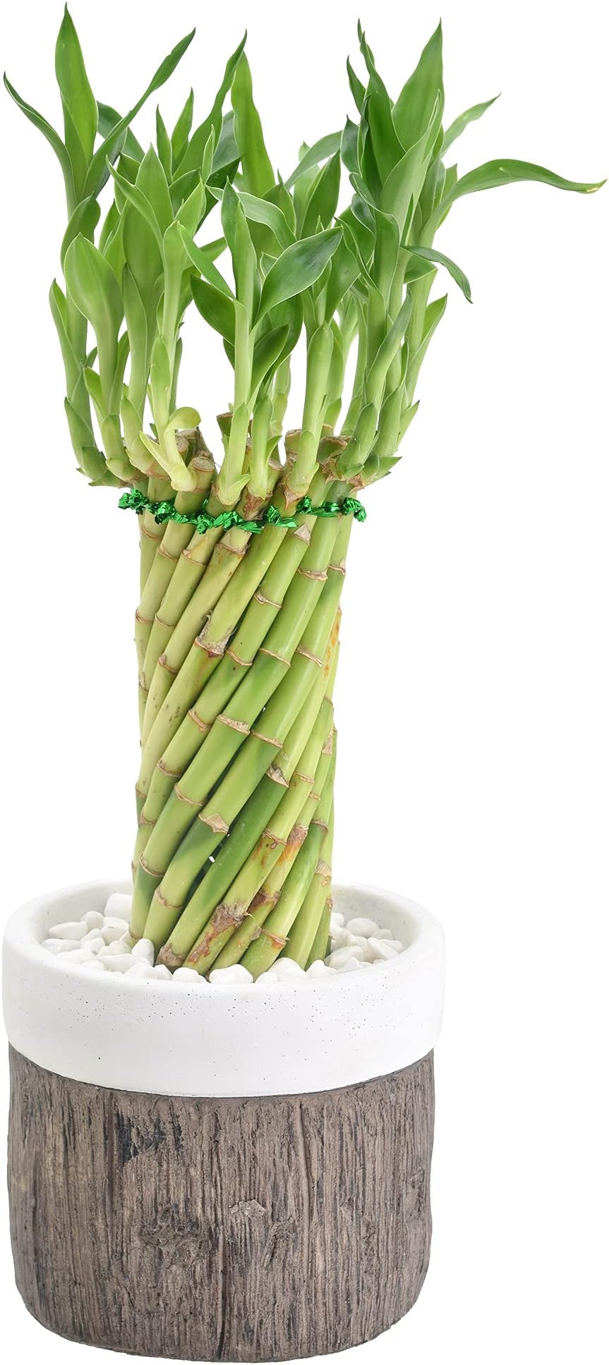 Arcadia Garden Products LV39 Tornado Lucky Bamboo, Live Indoor Plant in Stump Ceramic Planter for Home, Work, or Gift, White ***Cannot Ship to Hawaii***