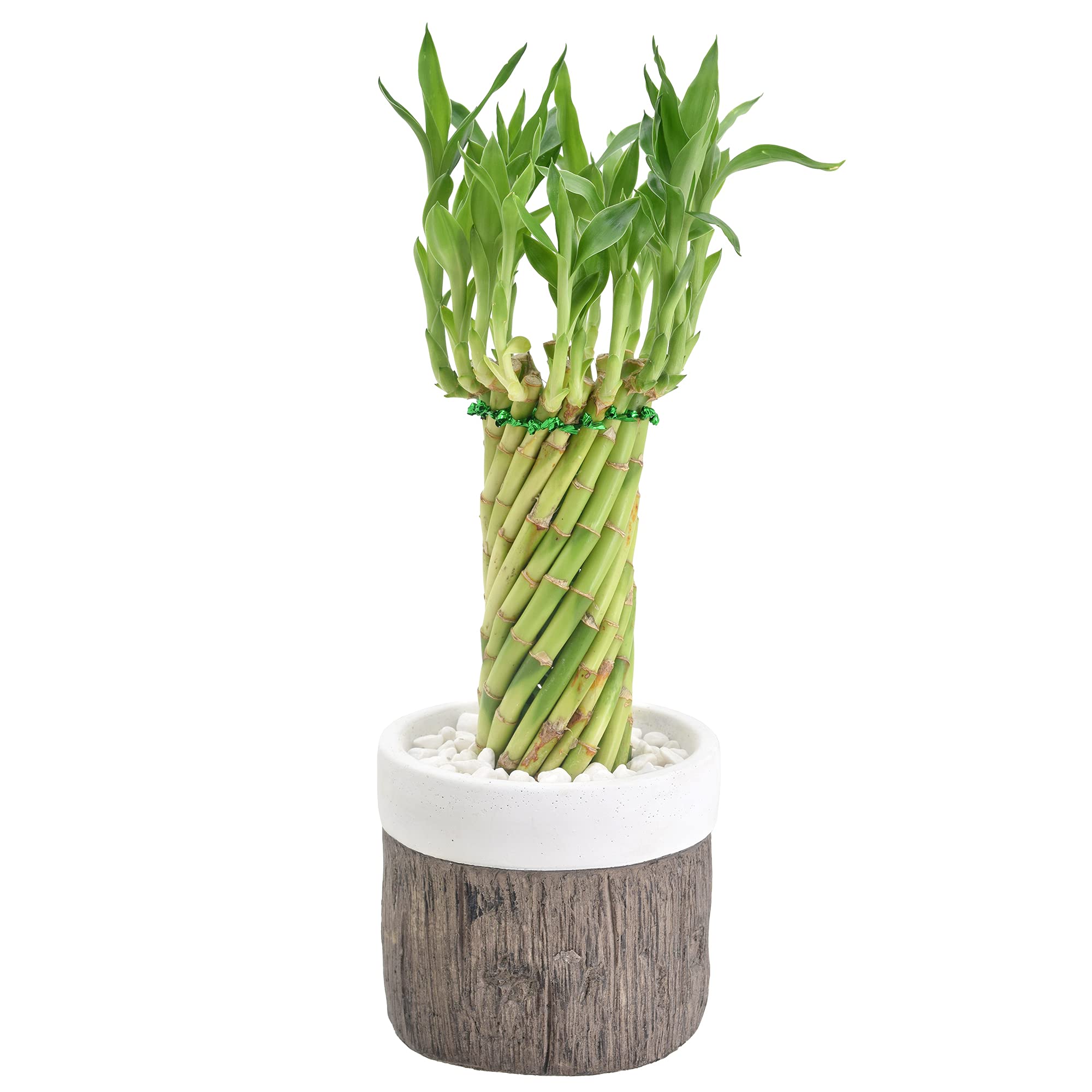 Arcadia Garden Products LV39 Tornado Lucky Bamboo, Live Indoor Plant in Stump Ceramic Planter for Home, Work, or Gift, White ***Cannot Ship to Hawaii***