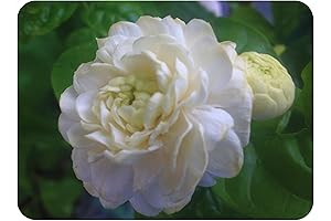 Grand Duke of Tuscany Jasmine Live Plant