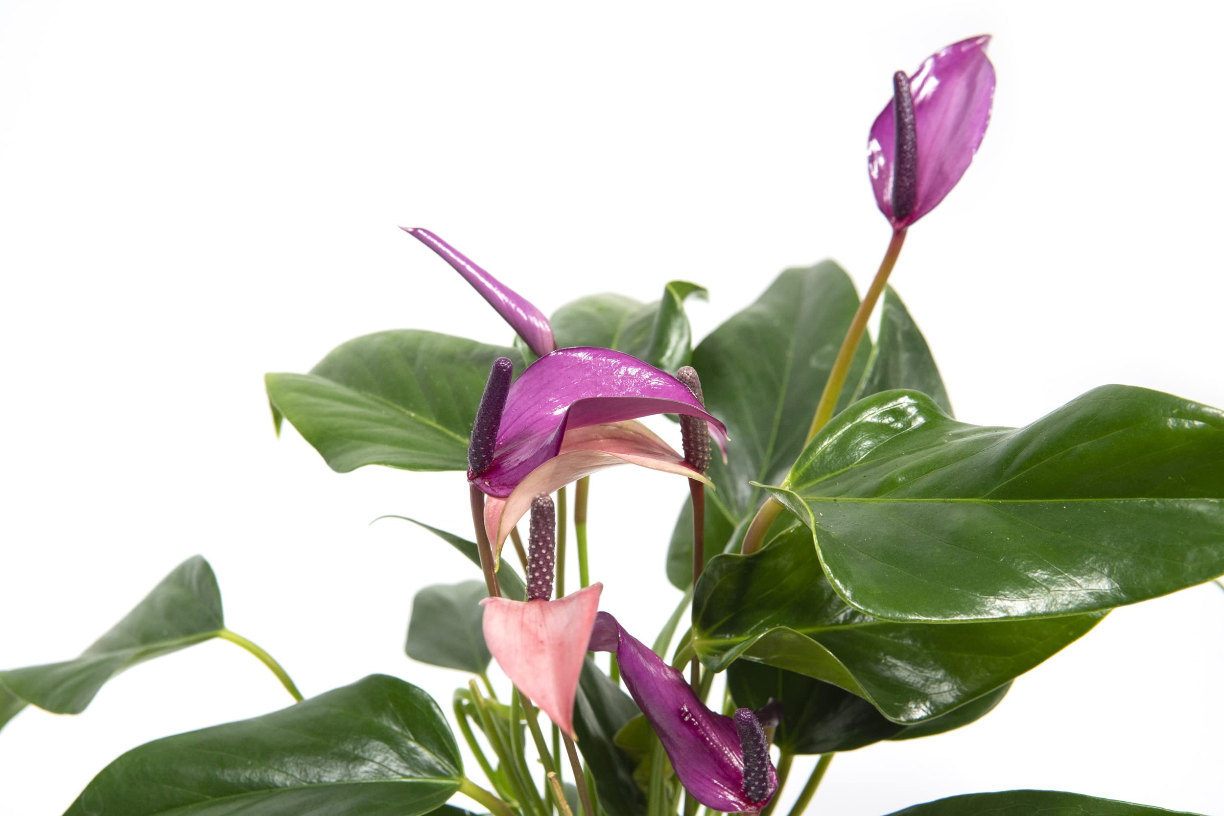 Anthurium andreanum Zizou, echte Zimmerpflanze im 12cm Topf, Groe  Flamingoblume lila, Hhe ca. 35cm, 1 Pflanze : Amazon.de: Garten
