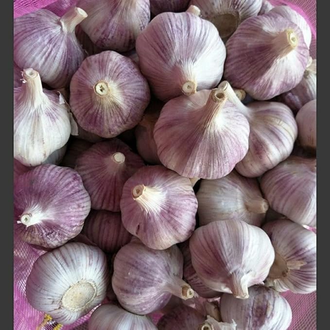 Garlic Bulbs Whole, Early Purple Italian Garlic Bulbs, 4 ounces of Garlic, This