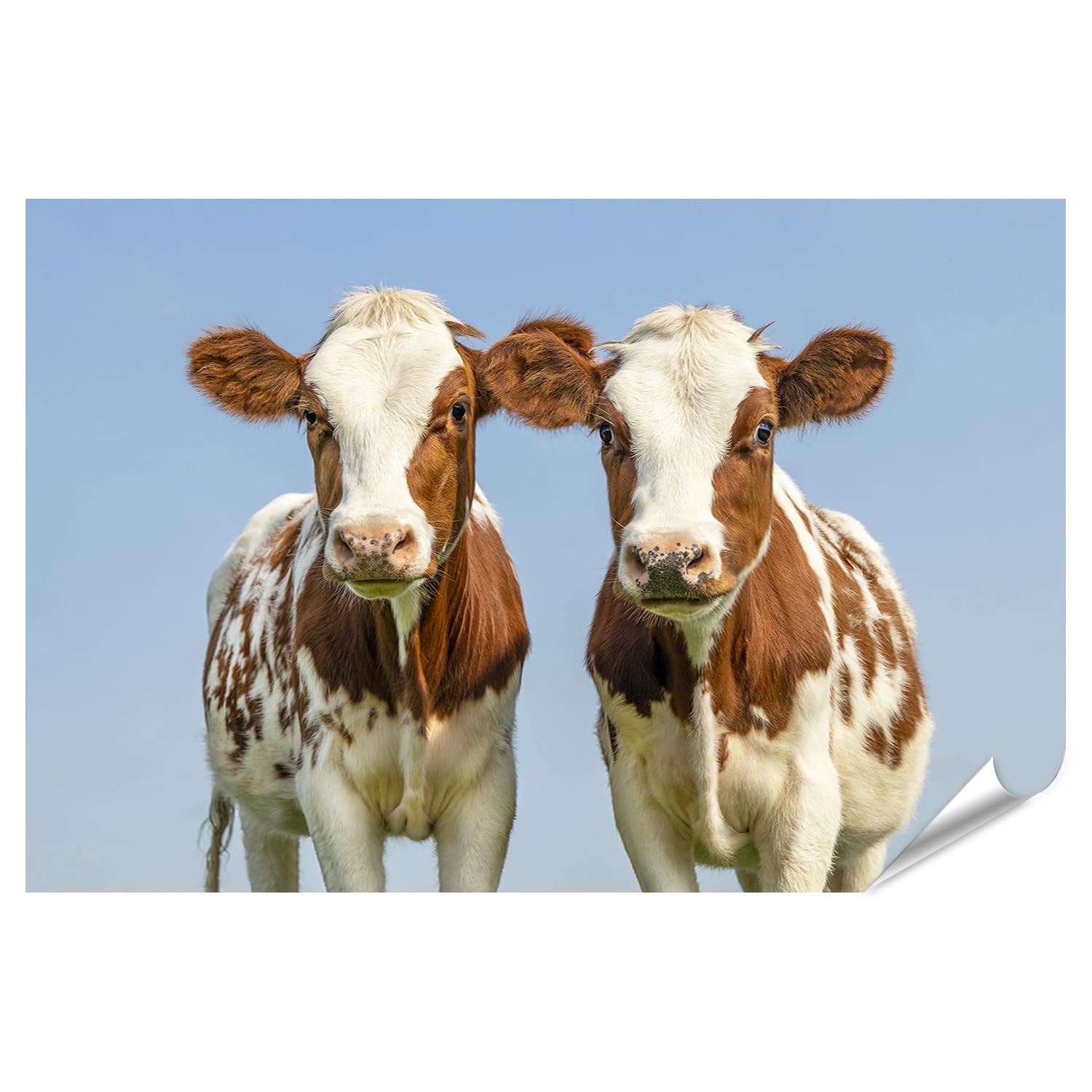islandburner Prime Poster - Póster de dos vacas jóvenes en un prado de verano bajo el cielo azul - Póster 130 x 90 cm