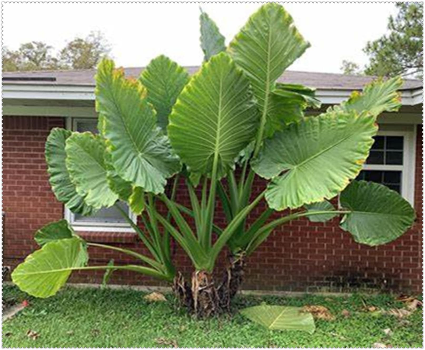 Delicate Elephant Ears for Planting Now UK Rapid Growth Easy Planting Display Greening Perennial Natural Organic Excellent Unique Professional Cold-Resistant-8Bulbs-C