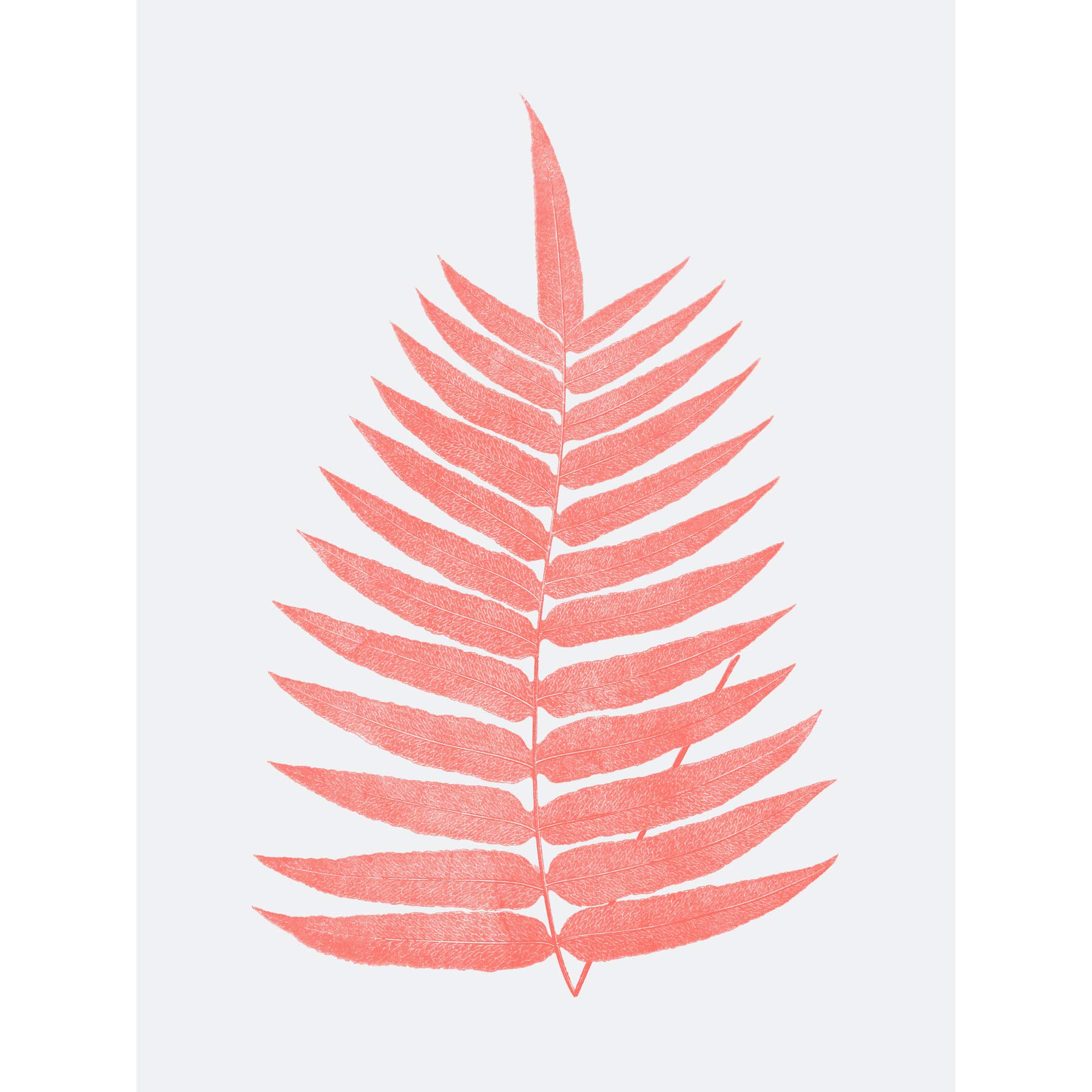 Wee Blue Coo Living Coral Fern Art Print Poster Wall Decor
